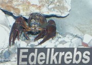 Thumbs/tn_013 Edelkrebs 11022004.jpg